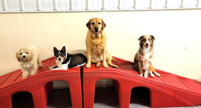 Image 7 | Furball Fitness Pet Daycare Resort & Spa