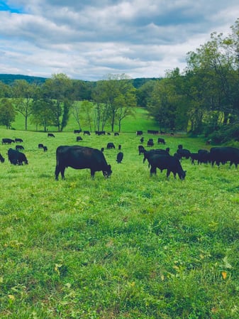 Images Rancher's Render