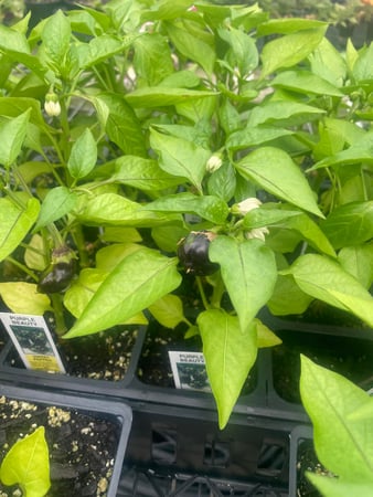 Images Puritas Nursery & Garden Center
