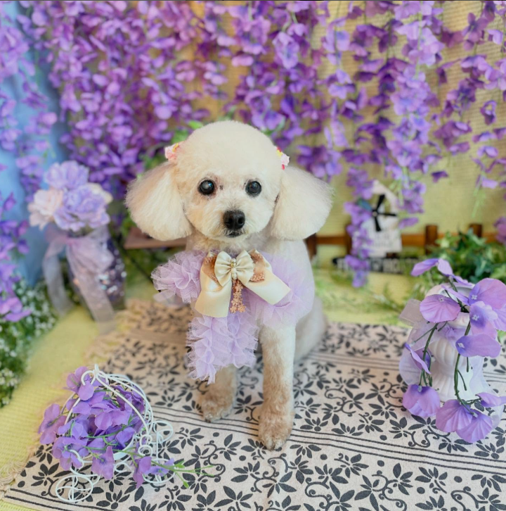 Images dog salon buku2