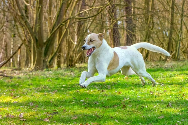Fotogebell Hundefotografie - Carsten Pöhler Bewegungsaufnahme eines laufenden Hundes im Wald, professionelle Outdoorfotografie Münster. Authentisches Hundeportrait mit natürlicher Dynamik.
