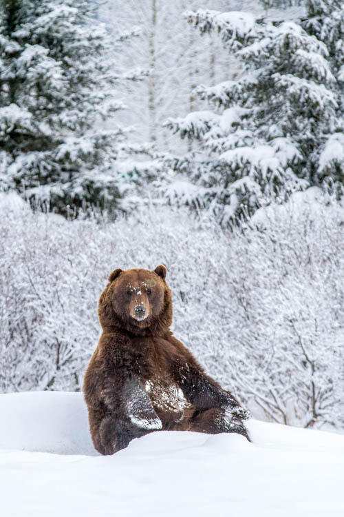 Images Alaska Wildlife Conservation Center
