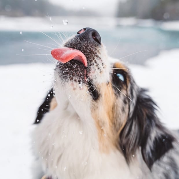 Images Great Outdogs