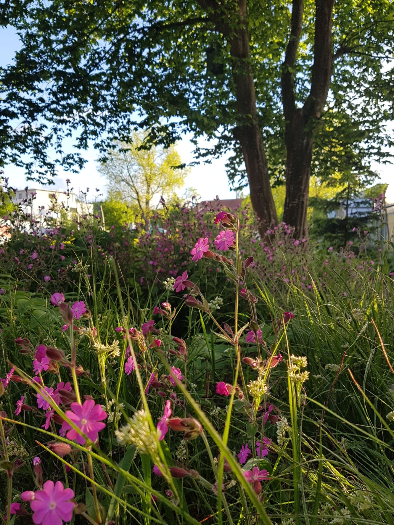 Bilder Wildpflanzengärtnerei Flora di Berna