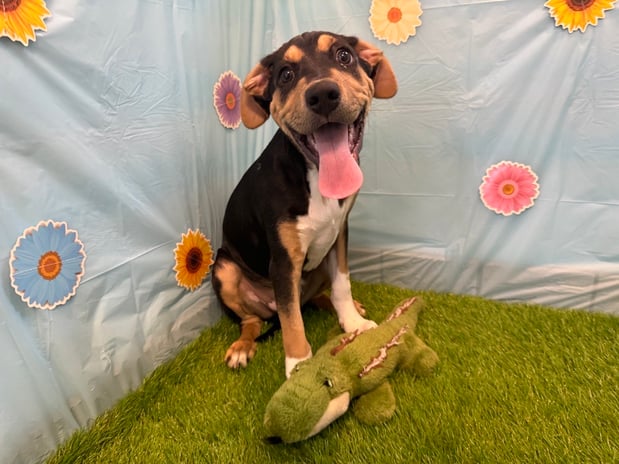 Images VCA Fleming Island Animal Hospital
