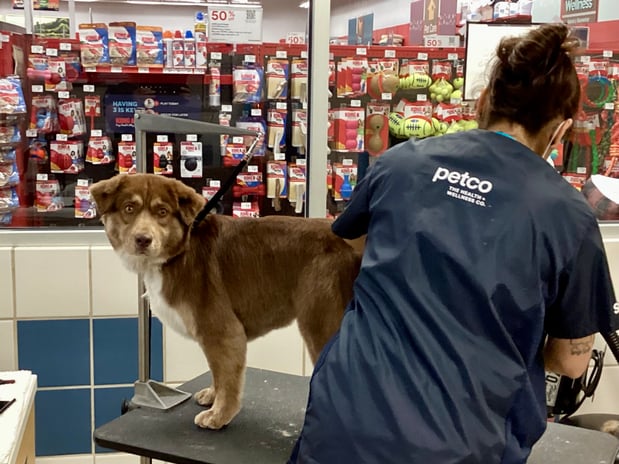Images Petco Grooming