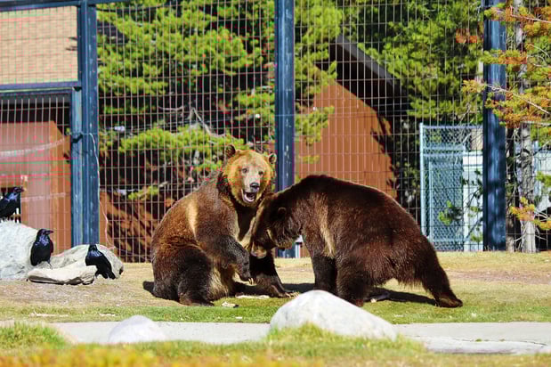 Images Holiday Inn West Yellowstone by IHG