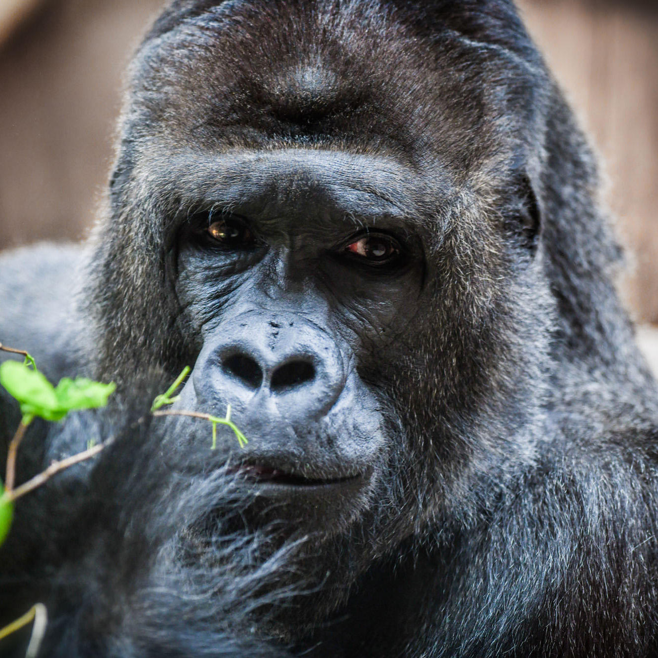 Ozeania Reisen AG, Bernardastrasse 38 in Fislisbach