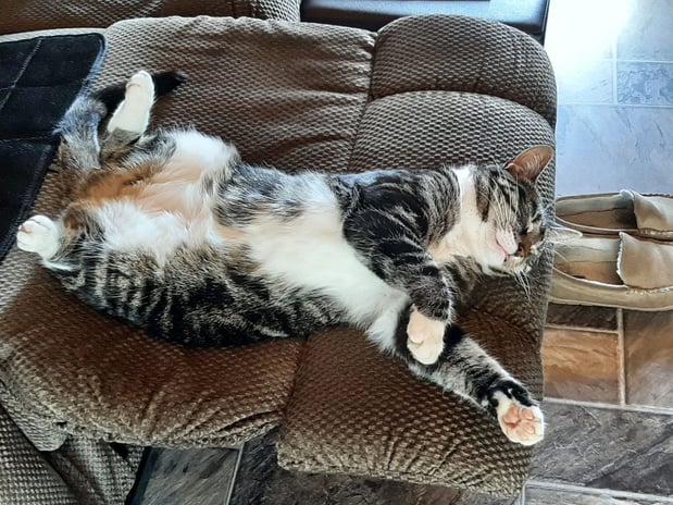 Images Fort Kent Animal Hospital