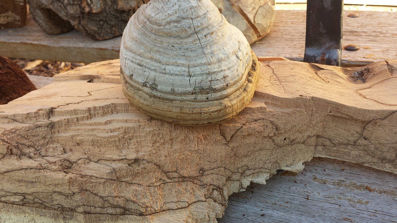 Images Sdl Investigacion Y Divulgacion Del Medio Ambiente S.L.