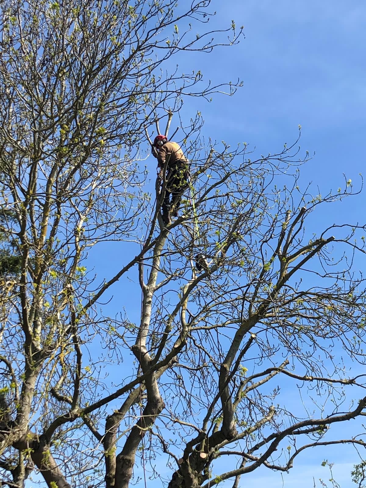 Images Ms Tree Care Ltd