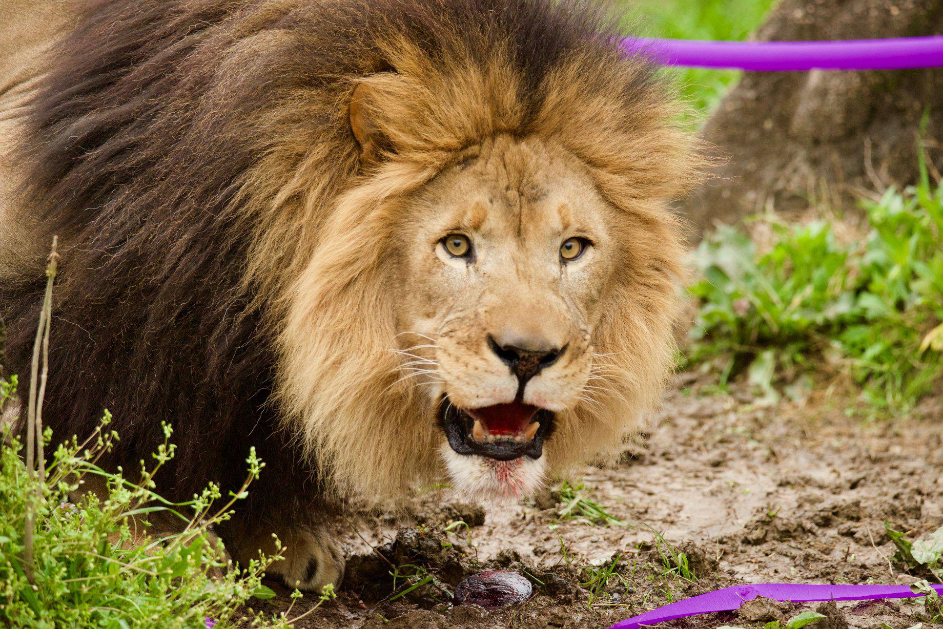 Memphis Zoo Photo