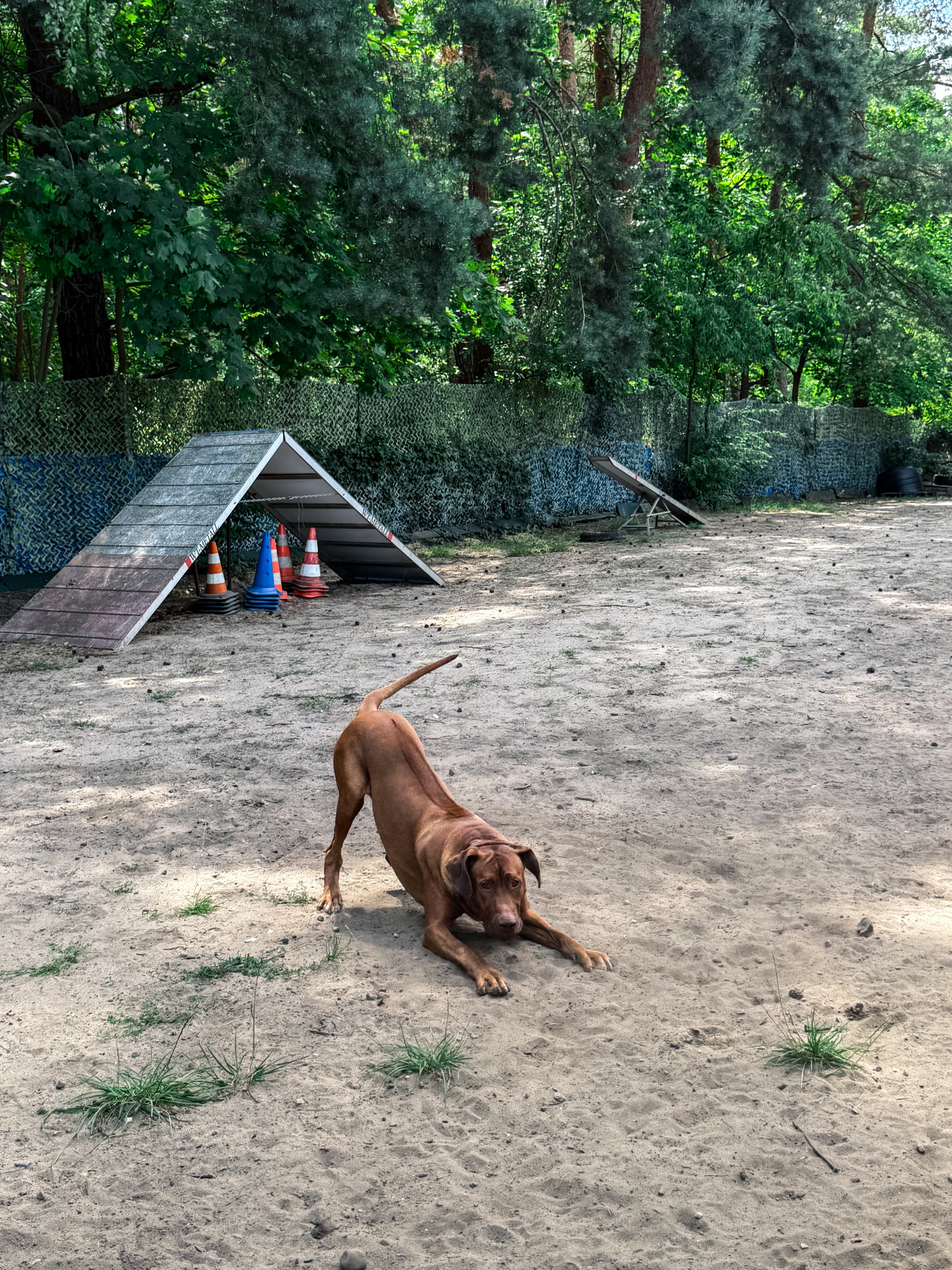 Bild 12 Dogcoach Hundezentrum in Berlin