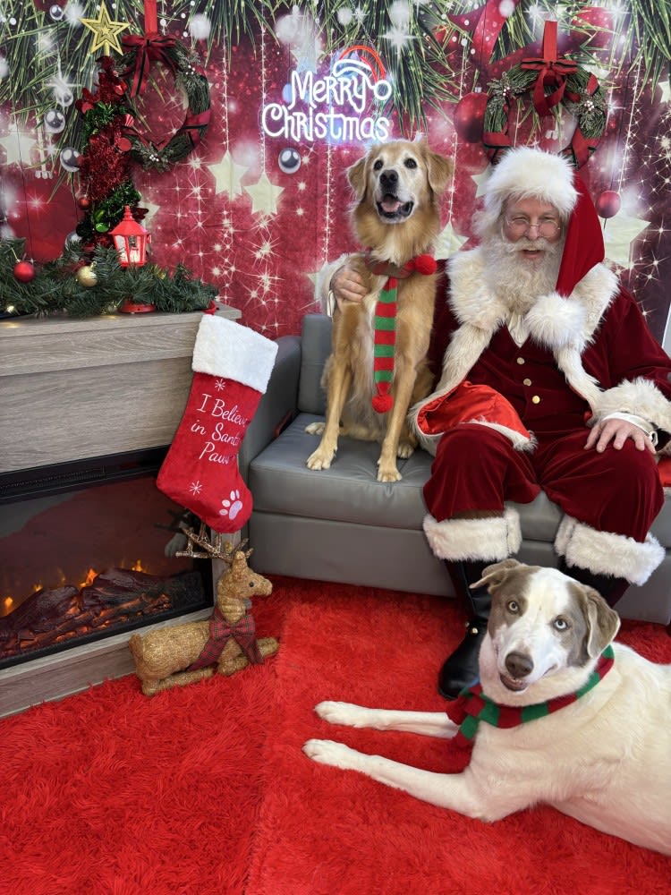 The Dog Stop - Katy Image