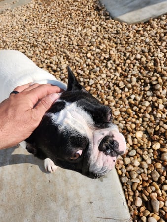 Images Dragonfly Dog Grooming LLC