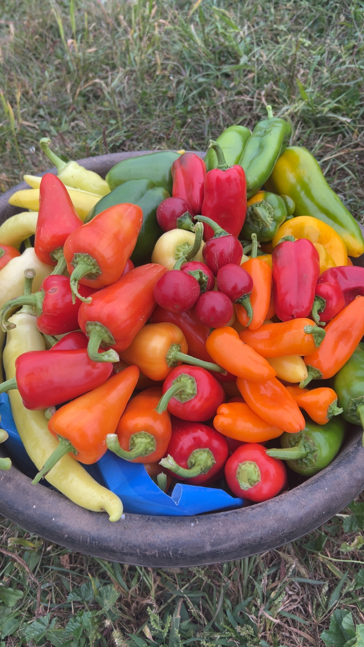 The Flower Shoppe Greenhouse Image