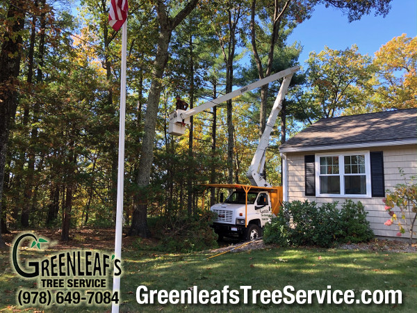 Greenleaf's Tree Service Photo