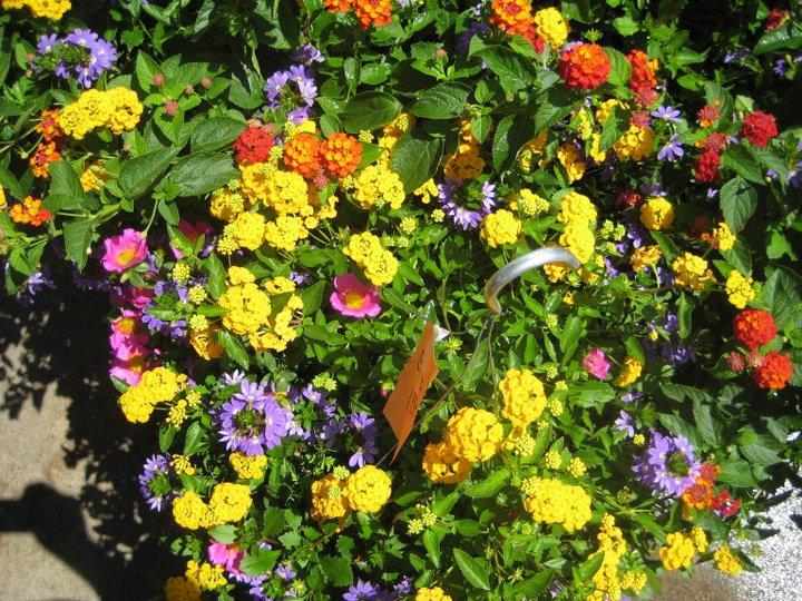 Outdoor hanging baskets Tall Plants Houston (713)464-8671