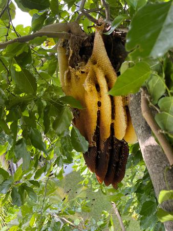 Images Miami Bee Removal Corp.