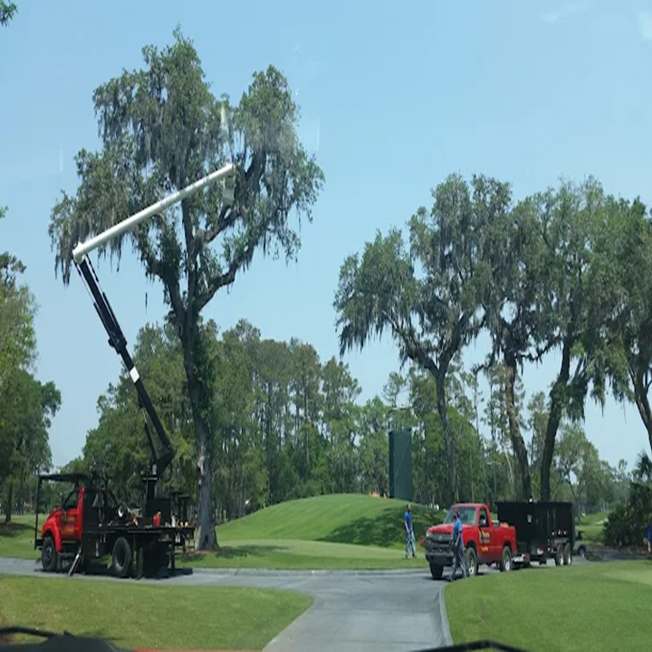 Images Odoms Beaches Tree Service