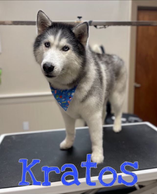 A Siberian Husky named Kratos stands on a grooming table, wearing a blue bandana with a cartoon pattern. The dog has striking blue eyes and the typical black and white markings of its breed. The background suggests a professional grooming salon, with grooming equipment visible and a wooden door in the distance.