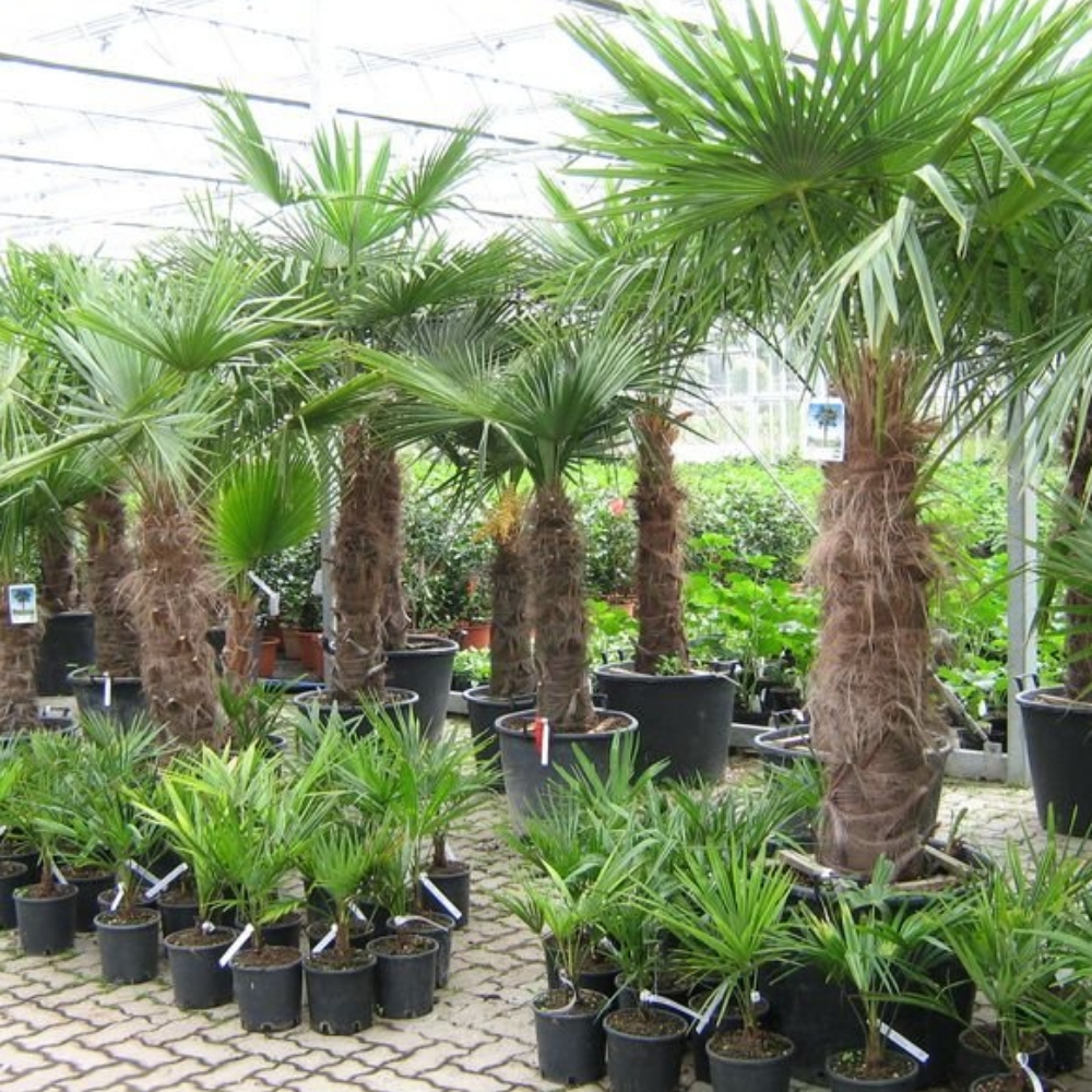 Paulwitz Pflanzenhof & Floristik, Norderdorfkamp 26 in Neumünster