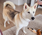 Images Dog Pawpa K9 Connection