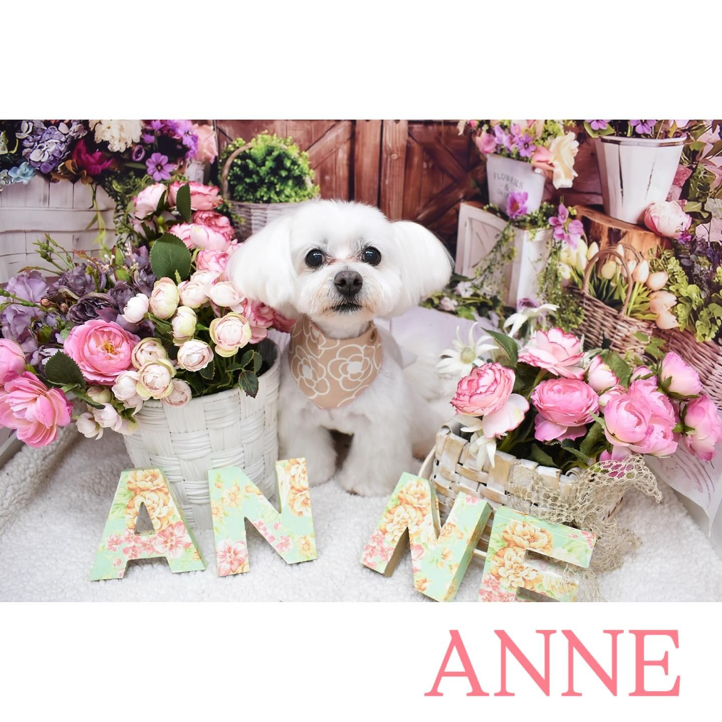 Images わんわんスタイルANNE