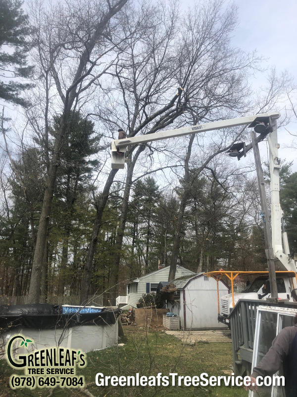 Greenleaf's Tree Service Photo