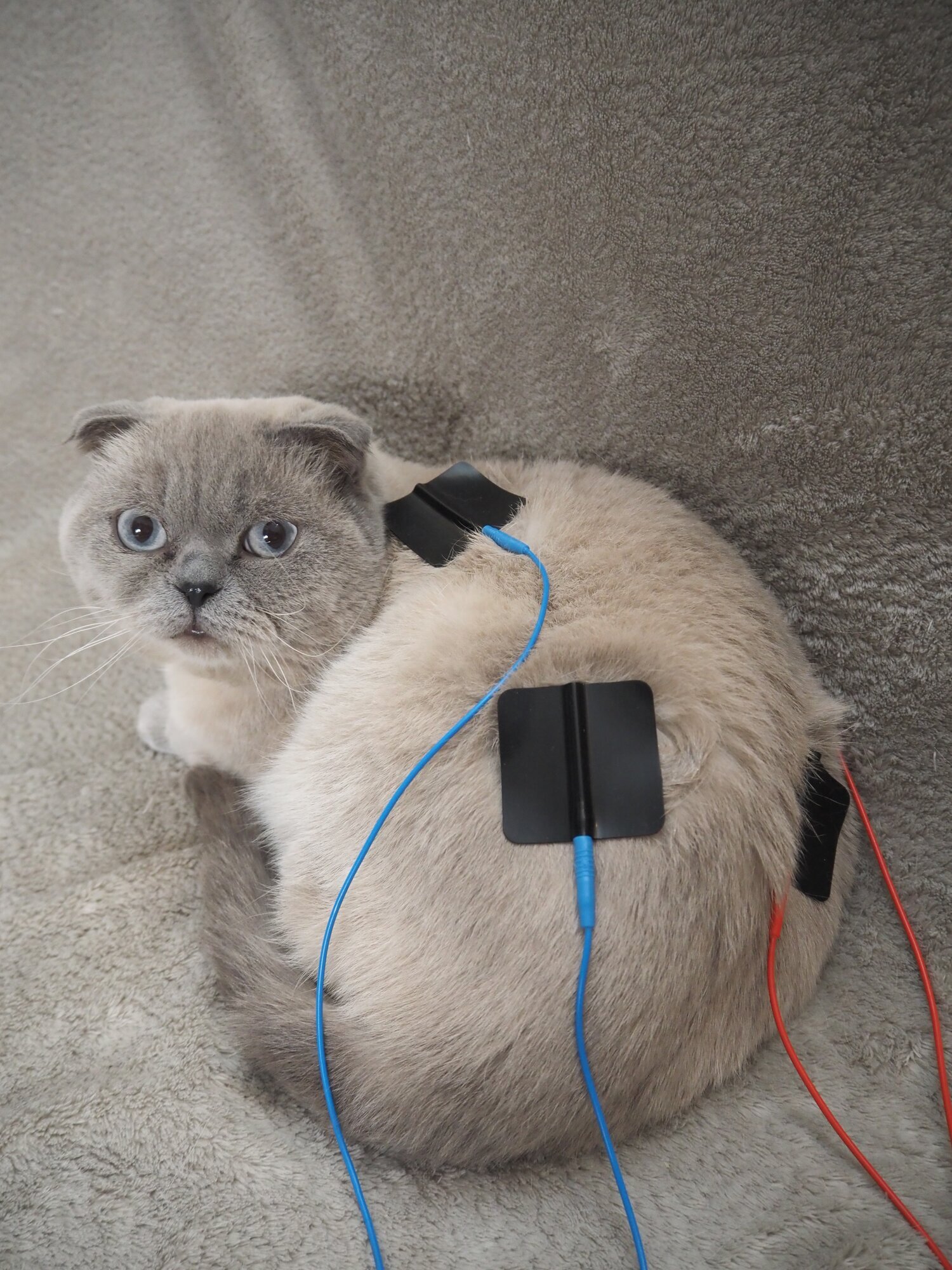 Tierphysio mit Franzi in Berlin