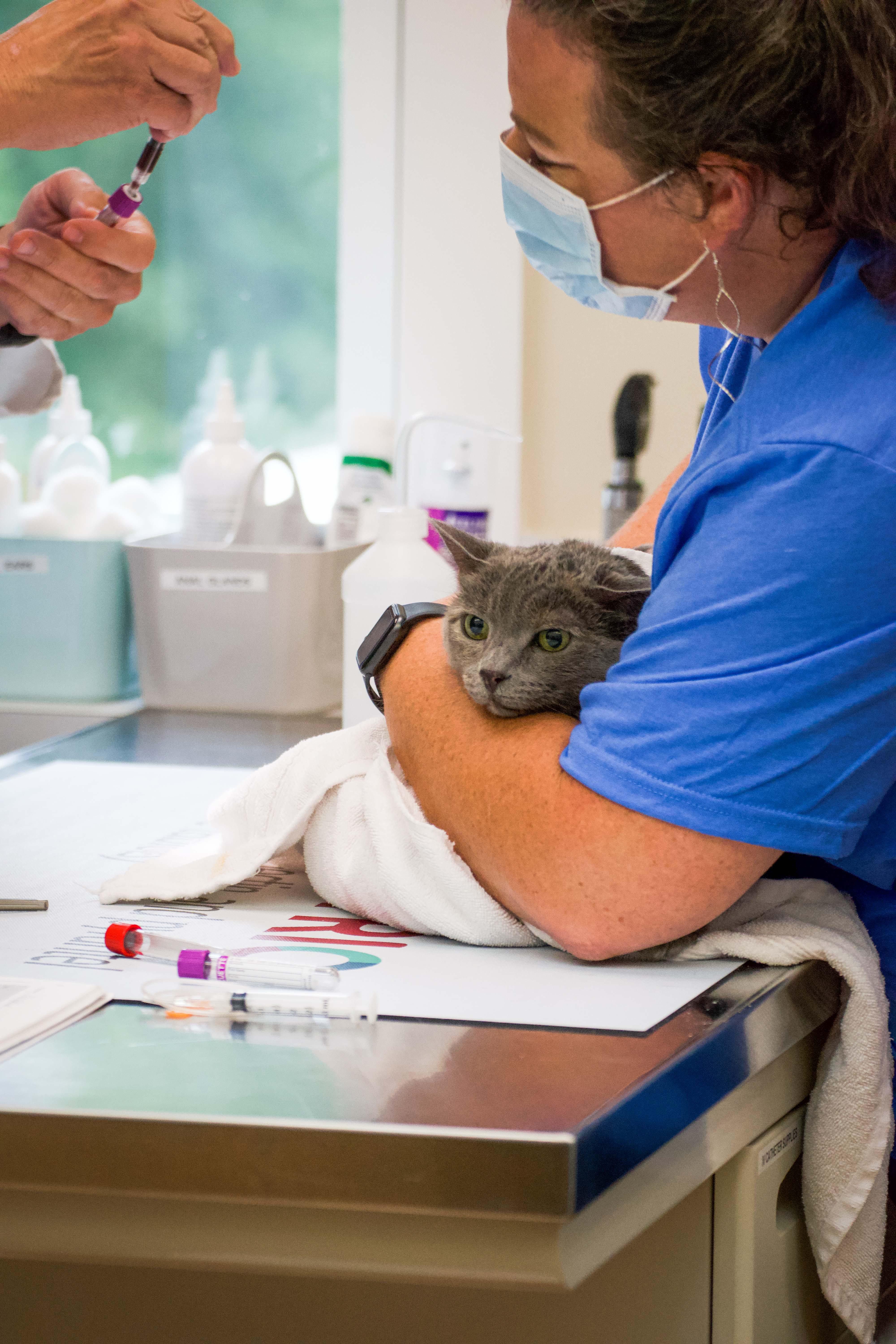 One of our friendly veterinary technicians cares for a patient in one of our exam rooms.