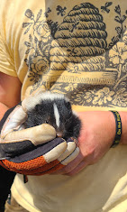 HomeSafe Honey Bee and Wildlife Removal Service Image