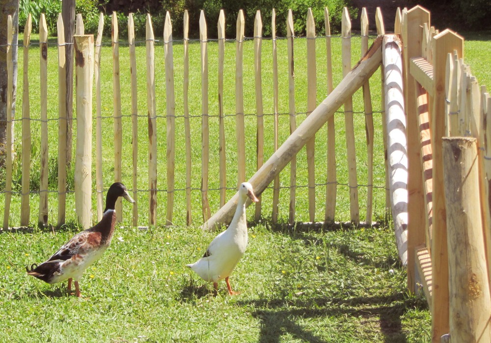 Bild 5 von Fröschl - Holz im Garten