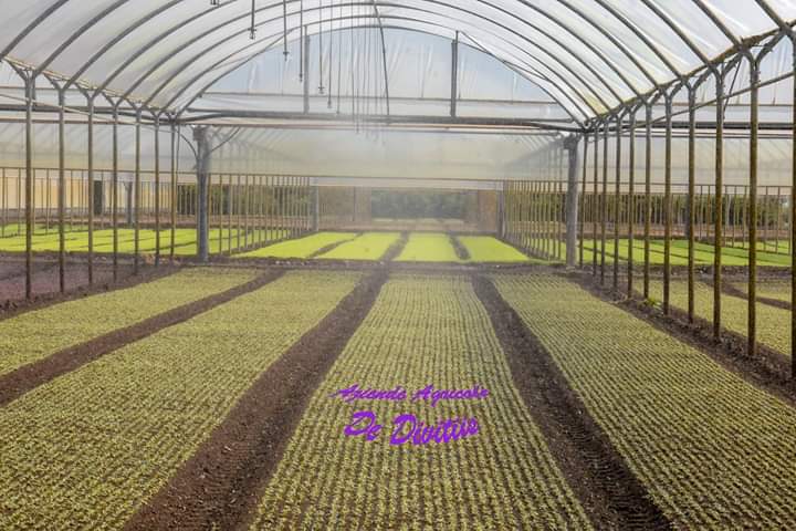 Images Aziende Agricole De Divitiis