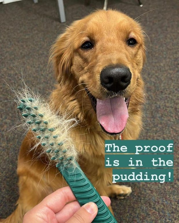 Images PawLeashed Pet Salon