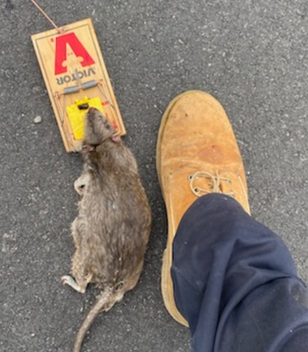 Images All-Pro Pest Control