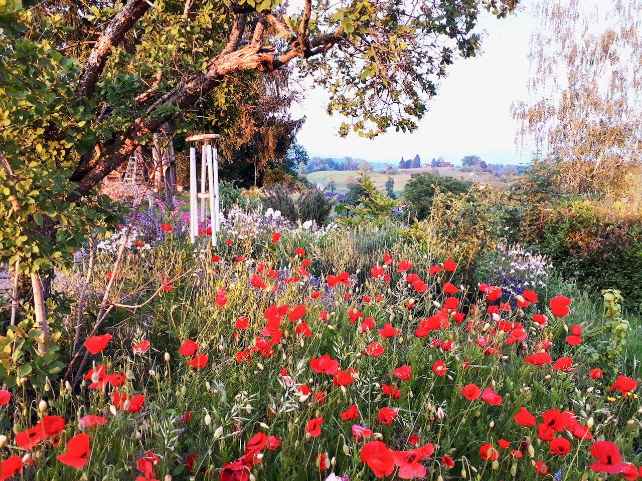 Bilder Wildblumendienst