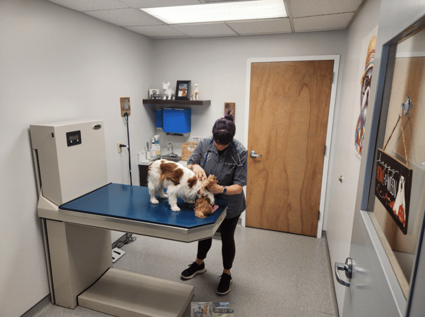 Images VCA Cornerstone Animal Hospital
