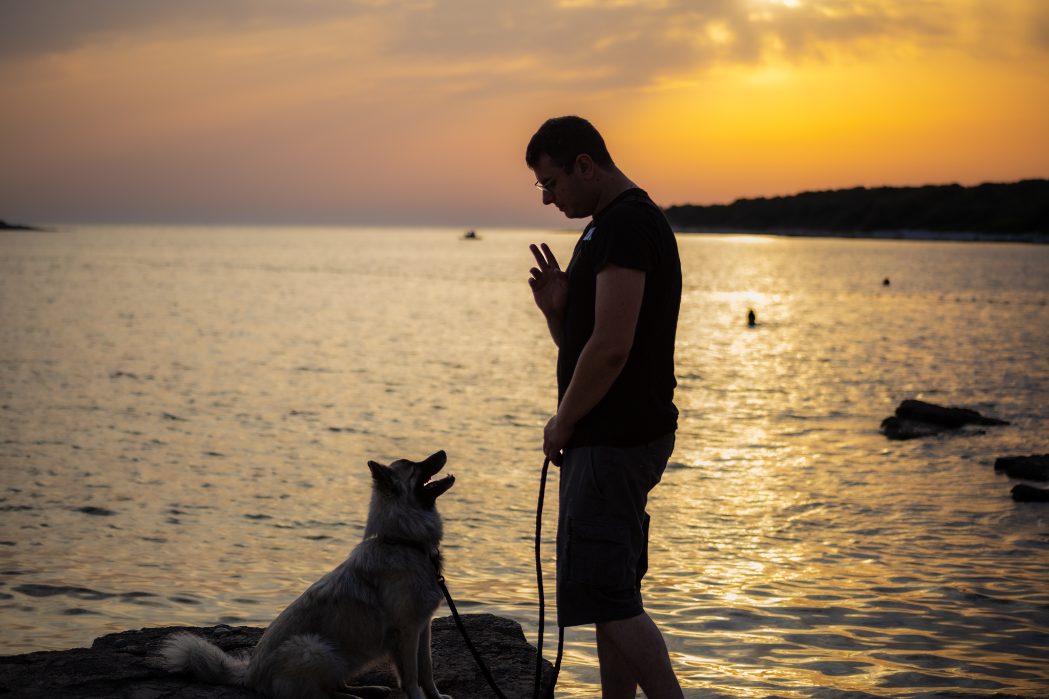 Bild 3 von Hundetraining nach Maß