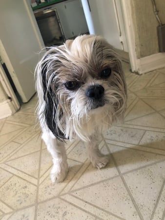 Images Melrose La Brea Animal Hospital