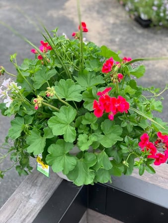 Images S & H Nursery