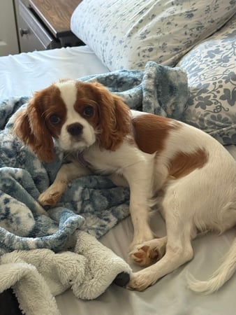 Images Judy's Cavaliers