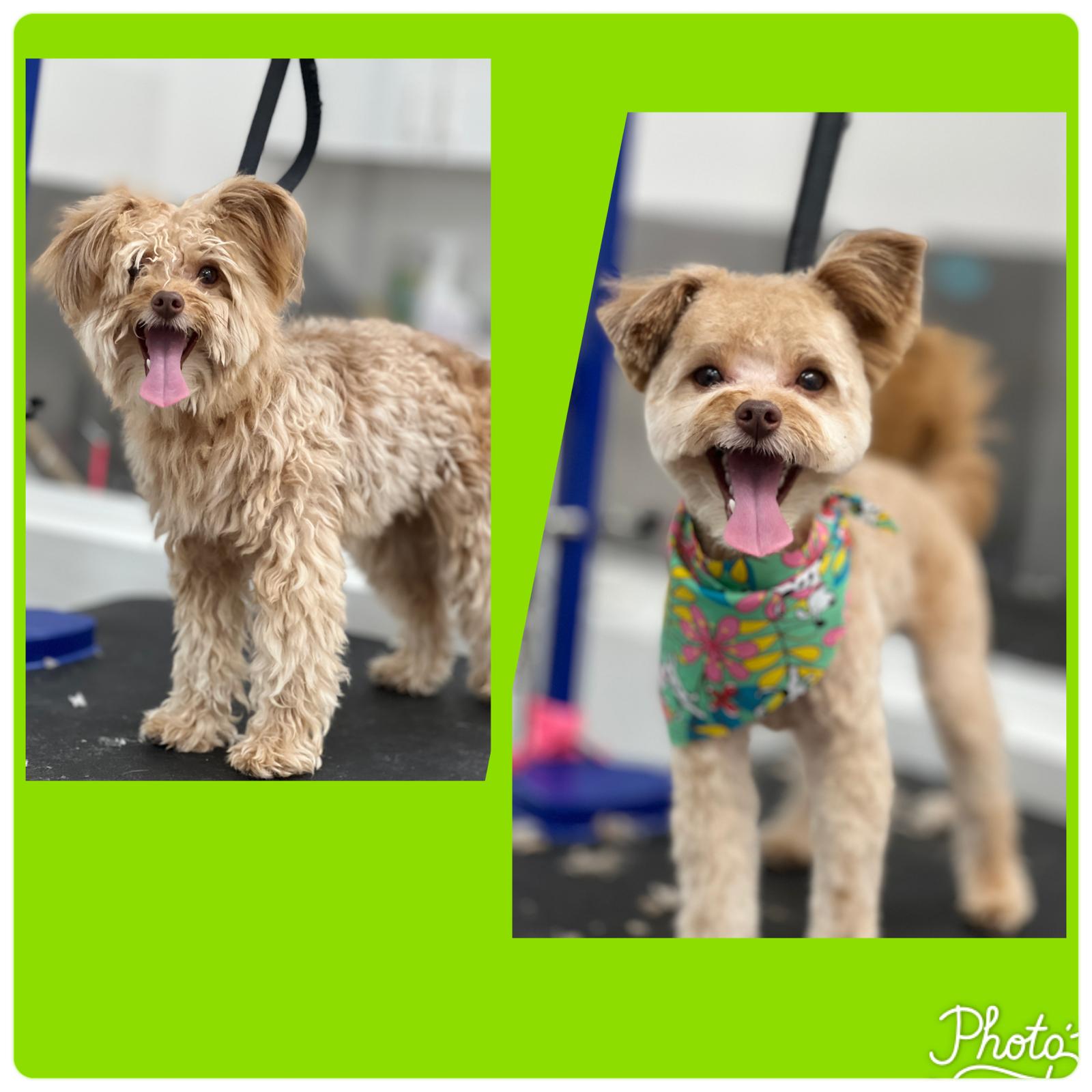 Rapawzel Dog Grooming & Day Care