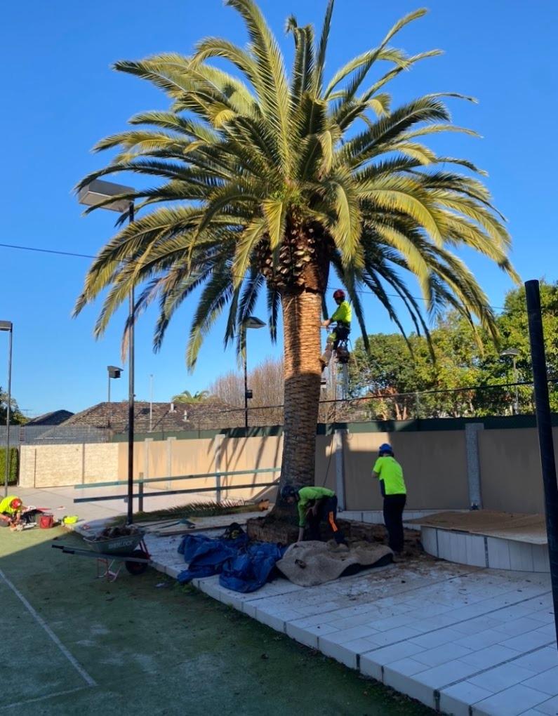 Images Redback Tree Services Greensborough