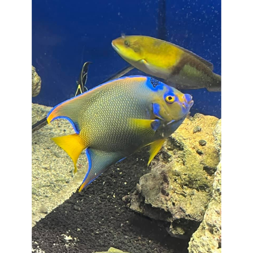 TCAquariums Image