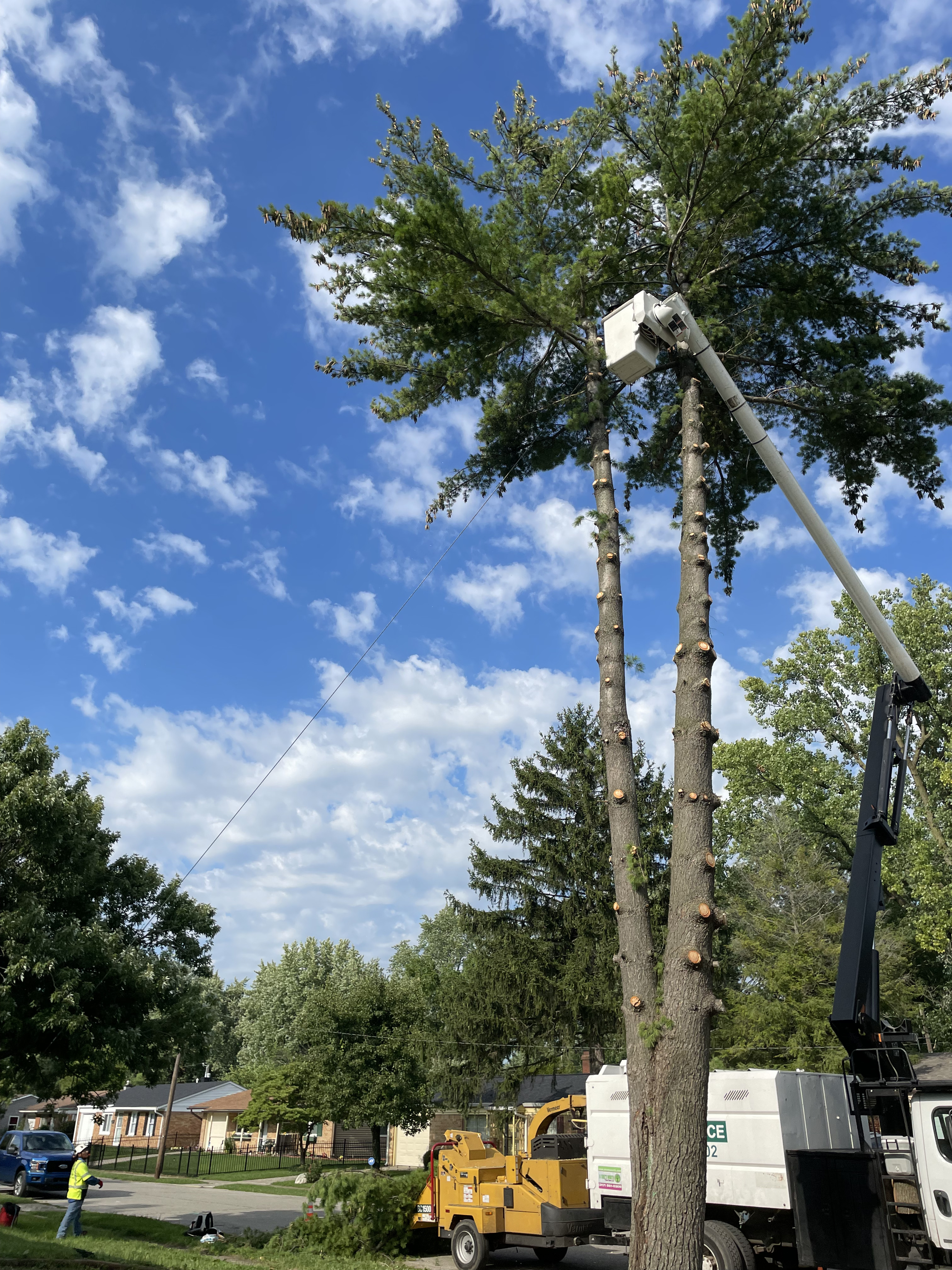 A Tree's Worth Tree Care LLC Image