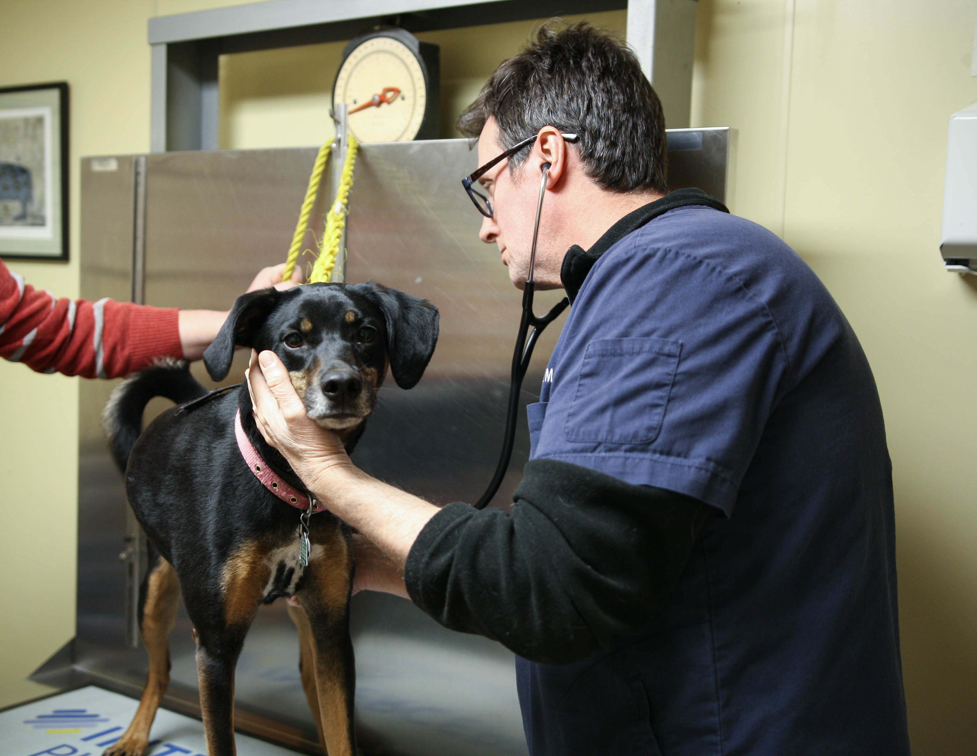 Dr. Palmer uses a stethoscope to listen to a dog's heart and lungs during a wellness exam.