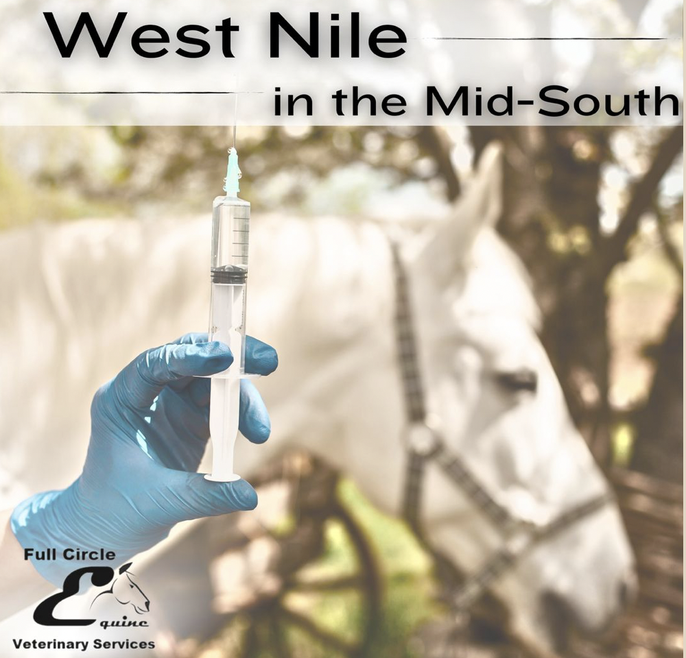West Nile Virus (WNV) infection causes muscle tremors, incoordination and sometimes death. Vaccinating your horse, turning them in at dawn and dusk, and using spray repellents can help prevent WNV. Call Full Circle Equine to get your horse vaccinated today!