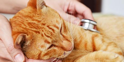 3 Essential Qualities a Pet Clinic Must Possess