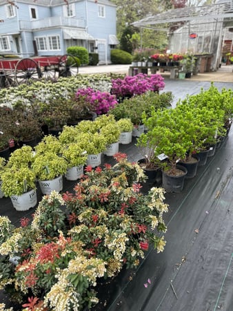 Images Puritas Nursery & Garden Center